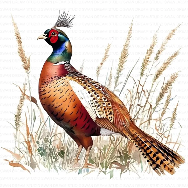 Pheasant Bird Phasianidae Clipart Bundle Printable Wildlife Beak Card Making