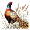 Pheasant Bird Phasianidae Clipart Bundle Printable Wildlife Beak Card Making