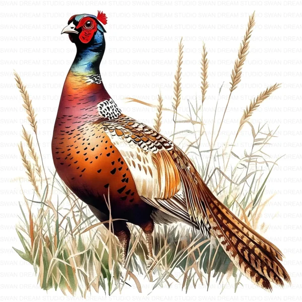 Pheasant Bird Phasianidae Clipart Bundle Printable Wildlife Beak Card Making