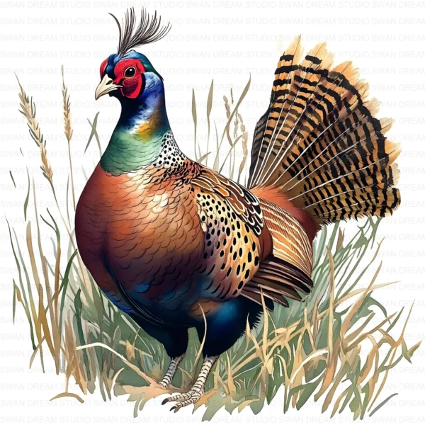 Pheasant Bird Phasianidae Clipart Bundle Printable Wildlife Beak Card Making