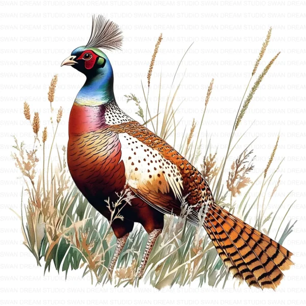 Pheasant Bird Phasianidae Clipart Bundle Printable Wildlife Beak Card Making