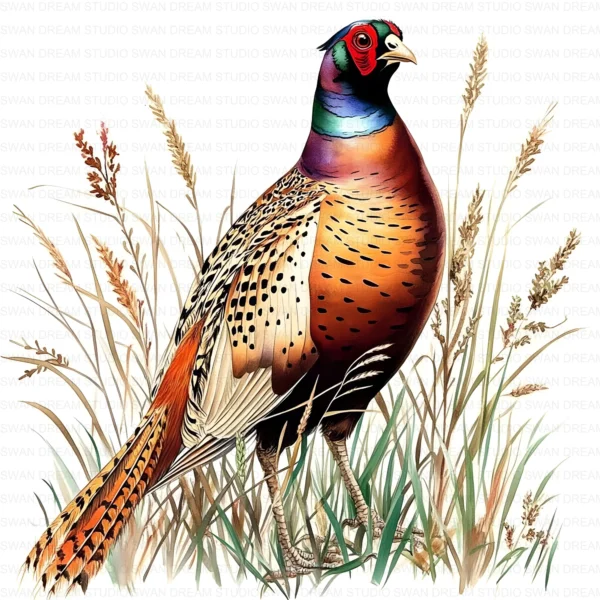 Pheasant Bird Phasianidae Clipart Bundle Printable Wildlife Beak Card Making