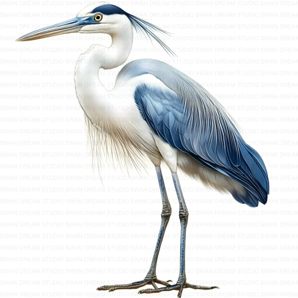 ClipartD17L_t10 Blue Heron Bird Wildlife Nature Clipart Bundle Printable JPG Card Making Paper Craft Junk Journal Scrapbooking Digital Download