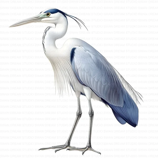 ClipartD17L_t11 Blue Heron Bird Wildlife Nature Clipart Bundle Printable JPG Card Making Paper Craft Junk Journal Scrapbooking Digital Download