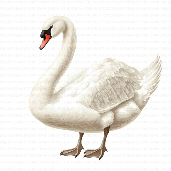 White Swan Elegant Bird Nature Clipart Bundle Printable JPG Card Making Paper Craft Junk Journal Scrapbooking Digital Download