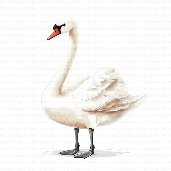 White Swan Elegant Bird Nature Clipart Bundle Printable JPG Card Making Paper Craft Junk Journal Scrapbooking Digital Download