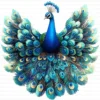 ClipartD42L_t7 Quirky Peacock Whimsical Bird Clipart Bundle Printable JPG Card Making Paper Craft Junk Journal Scrapbooking Digital Download